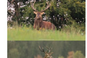 Le bulletin nouveau est arrivé