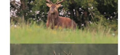Le bulletin nouveau est arrivé