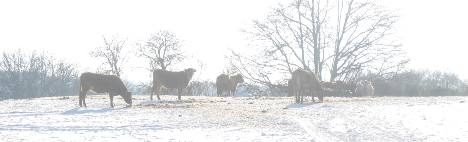 vaches dans la neige