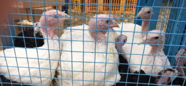 Abrogation de la zone de surveillance liée au cas de grippe aviaire à Flayat