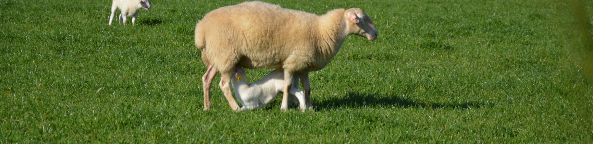 agneau mouton