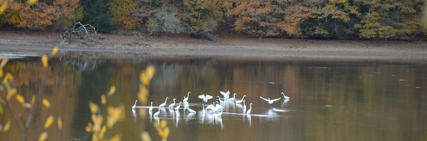 oiseaux blancs