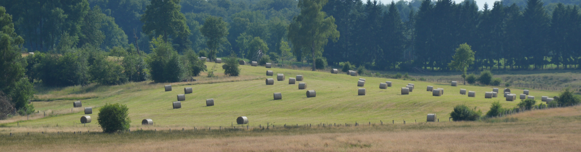 Vaches