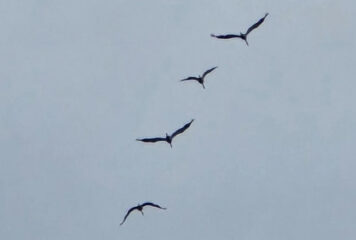 Virus de la grippe aviaire (IAHP)