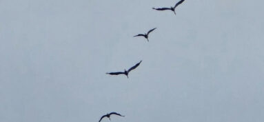 Virus de la grippe aviaire (IAHP)